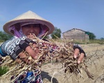 Qua miền khô hạn - Kỳ 3: Một vụ mùa 
