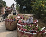 Công ty Trung Quốc đặt 500 container thanh long 50.000 đồng/kg, nay hủy hoặc chỉ trả 5.000 đồng