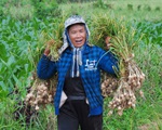 Tin giả: Lây trên mạng từ tỏi Lý Sơn, máy bay rơi đến hỗn loạn corona
