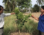 Nông dân miền Tây không ngồi bó tay, trồng cây thích nghi hạn, mặn