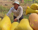 Xuất khẩu gạo: rà lại rồi tính tiếp