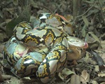 Release a rare and precious ground python back to the natural forest