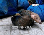 Kêu gọi chấm dứt buôn bán và tiêu thụ động vật hoang dã
