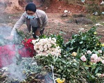 Dân trồng hoa Đà Lạt mời mọi người... cắt miễn phí