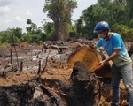 "Rừng giáp ranh Gia Lai - Đắk Lắk đang bị tàn sát": Gia Lai chỉ đạo báo cáo khẩn