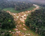 Rừng Amazon tiếp tục bị tàn phá nghiêm trọng