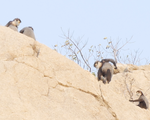 Ninh Thuan makes a plan to protect black-shanked douc langurs