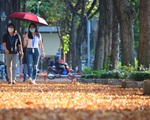 Có một mùa hoa chò lặng lẽ bay bay giữa Sài Gòn