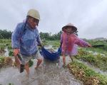Nhiều nơi nắng hạn, Thừa Thiên Huế lại ngập vì mưa, vụ mùa bị đe dọa
