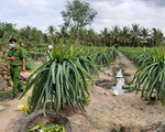 Ra vườn thanh long vào đêm tối, người đàn ông bị điện giật chết