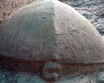 Khai quật rùa đá hàng trăm năm tuổi tại khu quần thể Angkor