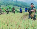 Bạn trẻ đội nắng hè xuống đồng giúp dân gặt lúa