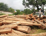 5 năm, Gia Lai mất trên 7.700 ha rừng tự nhiên