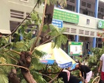 Cây phượng vĩ trong sân trường bật gốc, 18 học sinh ở TP.HCM bị thương
