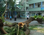 Học sinh tử vong do cây đổ: Mẹ của em mới sinh con nhỏ 3 ngày