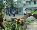 Cây đổ khiến học sinh chết: Còn những ai chịu trách nhiệm?