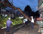 Rà soát toàn bộ cây xanh tại TP.HCM