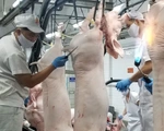 Giá heo hơi tăng mạnh trở lại