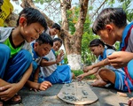 Sau vụ cây phượng đổ, một số trường sợ quá đốn cây, sân trường trơ trụi