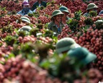 Thủ tướng đồng ý cho 300 thương nhân Trung Quốc sang mua vải thiều Lục Ngạn