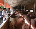 Bộ Nông nghiệp nói gì khi giá thịt heo vẫn tăng?
