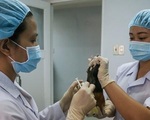 10 ngày sau tiêm vắcxin ngừa COVID-19, 50 con chuột đều khỏe