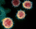 Đại dịch kéo dài, con người liệu có phát triển khả năng kháng virus corona?