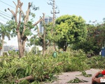 Hàng loạt cây xanh thành phố Vinh bị 