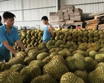 Cước hàng không làm khó... trái cây