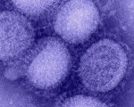 Phát hiện chủng virus cúm mới ở Trung Quốc có thể gây đại dịch