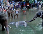 Voi mang thai chết vì ăn trái cây nhét pháo bên trong