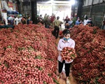 Vải thiều Lục Ngạn giá ổn định từ 25.000 - 35.000 đồng/kg