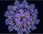 Biến chủng mới của virus corona đang lây lan mạnh hơn chủng virus ở Vũ Hán