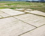 Bắc Trung Bộ nóng nhất 50 năm, gần 26.000ha lúa bị hạn