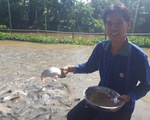 Chi tiền triệu nuôi đàn cá hàng ngàn con kéo đến sống trên kênh Thần Nông