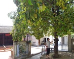 Chuyện chưa kể về cây trái cố đô Huế - Kỳ 3: Giáng châu Gia Định