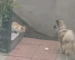 Clip xúc động: chú chó nhà tha thức ăn chia cho mèo hoang nhỏ