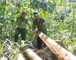 ‘Lâm tặc mở đường giữa rừng đốn gỗ’: Bắt 2 nghi phạm