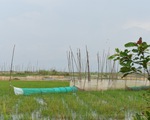 Nước lũ đã tràn đồng giáp biên giới Campuchia, chưa thấy cá tôm