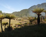 Hòn đảo nhiều loại cây cỏ nhất Trái đất