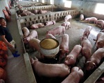 Lãi cao, ồ ạt mở rộng chăn nuôi heo