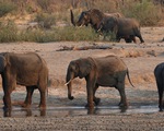 Zimbabwe điều tra cái chết bí ẩn của 11 con voi