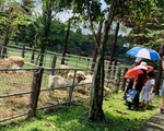 Doanh nghiệp du lịch bị COVID-19 
