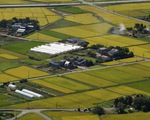 Nhật Bản phát triển giống lúa có khả năng chịu mặn