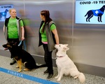Sân bay ở Phần Lan: dùng chó đánh hơi phát hiện người mắc COVID-19