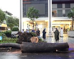 Nạn nhân vụ cây ngã trúng trên đường Nguyễn Tri Phương bị chấn thương nặng