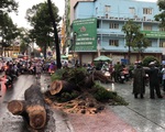 Đi đường bị cây xanh ngã đè: ai chịu trách nhiệm?