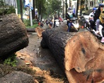 Cơ quan chức năng nói gì về vụ cây ngã đè chết người trên đường Nguyễn Tri Phương?
