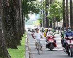 Cây xanh ngã đè người đi đường: Đã đến lúc cho cây lâu năm 