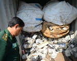 Loay hoay trả lại 600 container phế liệu độc hại vì chủ hàng đã bỏ chạy